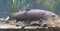 Black carp (Mylopharyngodon piceus)