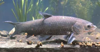 Black carp (Mylopharyngodon piceus)