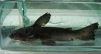 Black catfish (Trachycorystes trachycorystes)