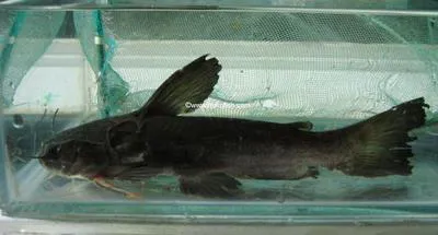 Black catfish (Trachycorystes trachycorystes)