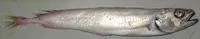 Black codling (Physiculus dalwigki)