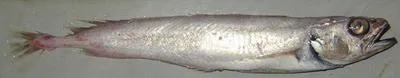 Black codling (Physiculus dalwigki)