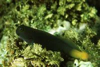 Black comb-tooth (Ecsenius namiyei)