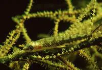 Black coral goby (Bryaninops tigris)