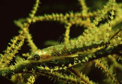 Black coral goby (Bryaninops tigris)