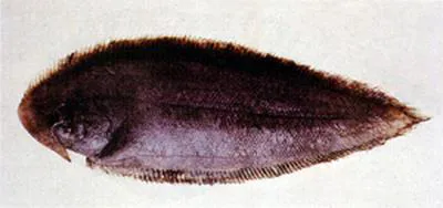 Black cow-tongue (Paraplagusia japonica)