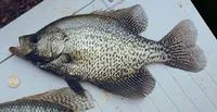 Black crappie (Pomoxis nigromaculatus)