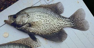 Black crappie (Pomoxis nigromaculatus)