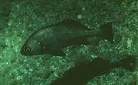Black croaker (Cheilotrema saturnum)