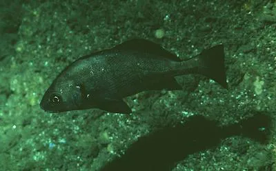 Black croaker (Cheilotrema saturnum)