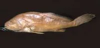 Black curbinata (Plagioscion auratus)