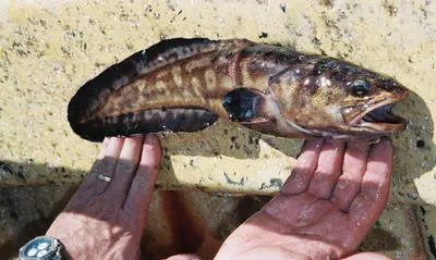 Black cusk-eel (Genypterus maculatus)