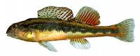 Black darter (Etheostoma duryi)