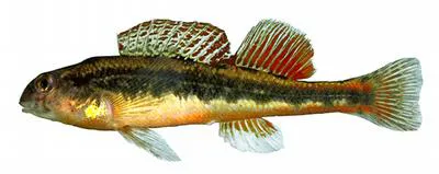 Black darter (Etheostoma duryi)