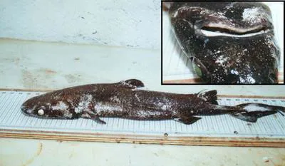 Black dogfish (Centroscyllium fabricii)