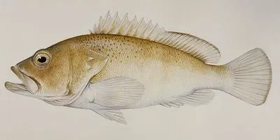 Black-dotted grouper (Epinephelus stictus)