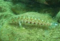 Black dotted sand perch (Parapercis millepunctata)