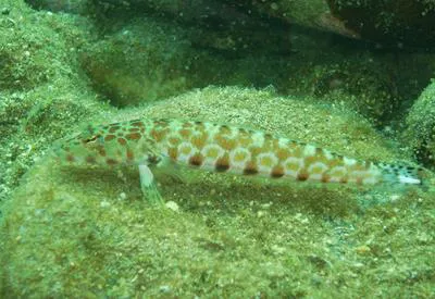 Black dotted sand perch (Parapercis millepunctata)