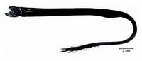 Black dragonfish (Idiacanthus atlanticus)