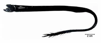 Black dragonfish (Idiacanthus atlanticus)
