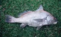 Black drum (Pogonias cromis)