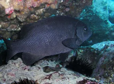 Black drummer (Girella elevata)