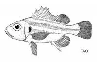 Black-ear javelin (Pomadasys trifasciatus)