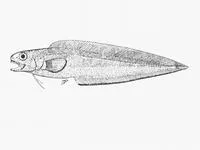 Black-edged cusk-eel (Neobythites analis)