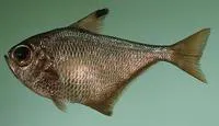 Black-edged sweeper (Pempheris mangula)