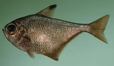 Black-edged sweeper (Pempheris mangula)