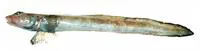 Black eelpout (Lycodes diapterus)