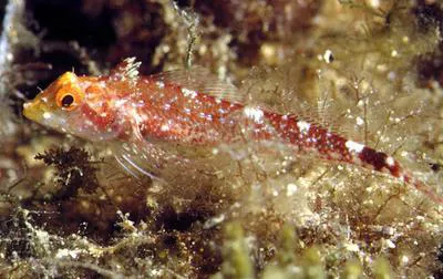 Black-faced blenny (Tripterygion delaisi)