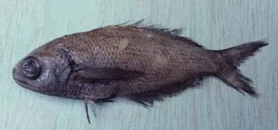 Black fathead (Cubiceps baxteri)