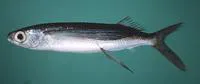 Black-finned flyingfish (Cypselurus opisthopus)