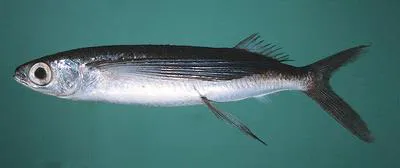 Black-finned flyingfish (Cypselurus opisthopus)