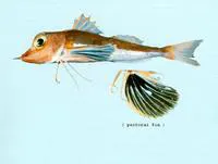 Black-finned gurnard (Pterygotrigla leptacanthus)