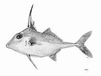 Black-flag tripodfish (Tripodichthys angustifrons)