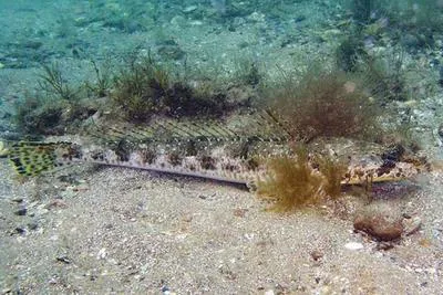 Black flathead (Platycephalus laevigatus)