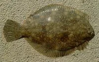 Black flounder (Rhombosolea retiaria)