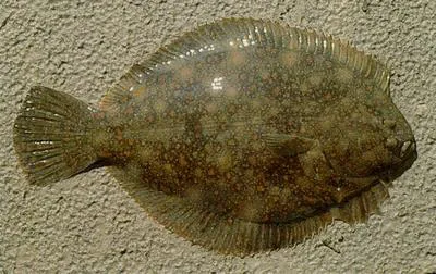 Black flounder (Rhombosolea retiaria)