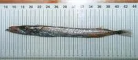 Black gemfish (Nesiarchus nasutus)