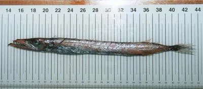 Black gemfish (Nesiarchus nasutus)