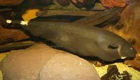 Black ghost (Apteronotus albifrons)