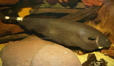 Black ghost (Apteronotus albifrons)