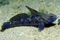 Black goby (Gobius niger)
