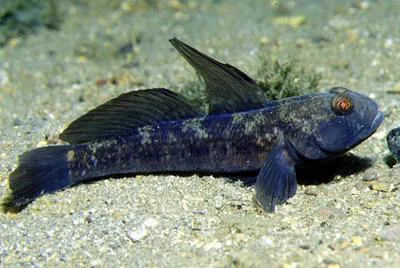 Black goby (Gobius niger)