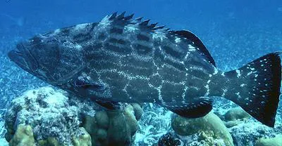 Black grouper (Mycteroperca bonaci)