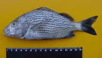 Black grunt (Haemulon bonariense)