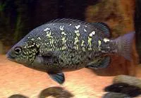 Black grunter (Hephaestus carbo)