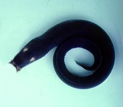 Black hagfish (Eptatretus deani)